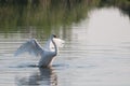 Summer swan grooming herself on calm water