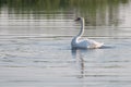 Summer swan reflection on the lake's surface Royalty Free Stock Photo