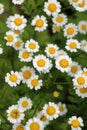 Tanacetum parthenium blooms in nature Royalty Free Stock Photo