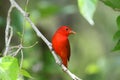 Summer Tanager Royalty Free Stock Photo