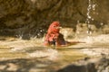 Summer Tanager bathing Royalty Free Stock Photo