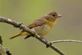 Summer Tanager Female 805377