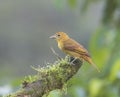 Summer Tanager (Piranga rubra), Female, Boca Tapada, Costa Rica