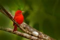 Summer Tanager, Piranga rubra, red bird in the nature habitat. Tanager sitting on the green palm tree. Birdwatching in Costa Rica. Royalty Free Stock Photo