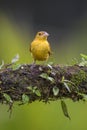 Summer Tanager - Piranga rubra