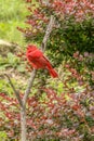 Summer Tanager