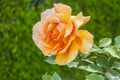 Summer tea rose garden. Rosebud closeup with bokeh effect