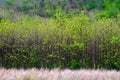 Summer Teak Forest