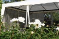 Summer tent in the foreground are large white flowers Royalty Free Stock Photo