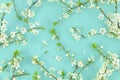 Summer texture made of spring white blossom tree fruit branches on pastel mint wooden background. View from above, flat Royalty Free Stock Photo