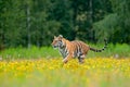 Summer with tiger. Animal walking in bloom. Tiger with yellow flowers. Siberian tiger in beautiful habitat. Amur tiger sitting in