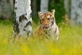 Summer with tiger, hidden in grass. Tiger with pink and yellow flowers. Siberian tiger in beautiful habitat. Amur tiger sitting in