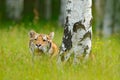 Summer with tiger, hidden in grass. Tiger with pink and yellow flowers. Siberian tiger in beautiful habitat. Amur tiger sitting in