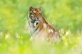 Summer with tiger. Tiger with pink and yellow flowers. Siberian tiger in beautiful habitat. Amur tiger sitting in the grass. Flowe Royalty Free Stock Photo