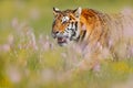 Summer tiger wildlife. Cat with pink and yellow flowers. Close-up portrait of Amur tiger running in the grass. Flowered meadow