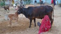 Summer time agriculture industry and dairy concept. village woman is taking milk from domestic cow Royalty Free Stock Photo