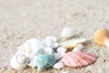 Sea shells on the beach sand white background. Royalty Free Stock Photo