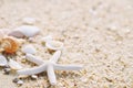 Summer time concept with sea shells on the beach sand white background. Royalty Free Stock Photo