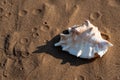 Summer time concept with Sea Shells on wet sand near the water on the beach at sunrise Royalty Free Stock Photo