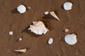 Summer time concept with Sea Shells on wet sand near the water on the beach at sunrise Royalty Free Stock Photo