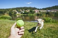 Summer time with dog in countryside Royalty Free Stock Photo