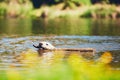 Summer time with dog Royalty Free Stock Photo