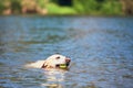 Summer time with dog Royalty Free Stock Photo