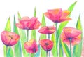 Summer time. Field of red poppies and leaves. Hand drawn watercolor and color pencils illustration. Image for greeting card, calen Royalty Free Stock Photo