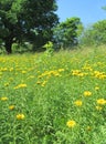 Summer. Flower glade in the meadow 8783