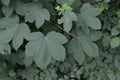 Garden Plant green leafs of a Acer Campestre