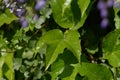 Wild wine nature in colors green and wisteria blossoms in blur shape, garden Royalty Free Stock Photo