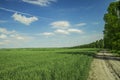 Summer time landscape country side rural green field environment scenic view with lonely dirt road and high trees along way Royalty Free Stock Photo