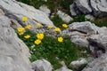 Nature rocks, with yellow flowers in the middle stone hugs