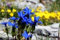 Nature rocks, little blue flowers in stone hugs