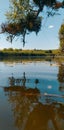 Summer time on the river. trees, bushes, reeds, blue sky with white clouds are reflected in quiet water Royalty Free Stock Photo