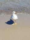 Summer time seagull pose thug life capture nature Royalty Free Stock Photo