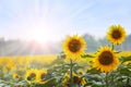 Summer time: Three sunflowers at dawn Royalty Free Stock Photo