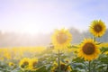 Summer time: Three sunflowers at dawn Royalty Free Stock Photo