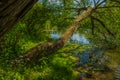 Summer time vivid green colorful nature landscape wooden pier river in forest scenic view environment Royalty Free Stock Photo