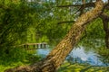 Summer time vivid green colorful nature landscape wooden pier river in forest scenic view environment Royalty Free Stock Photo