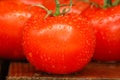 Summer Tomatoes Royalty Free Stock Photo