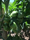 In summer, Tomatoes, green sprouts, green, immature, and vigorous. Royalty Free Stock Photo