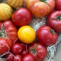 Summer tomatoes Royalty Free Stock Photo