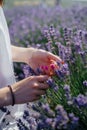 summer touch. pink manicure in lavender field. Royalty Free Stock Photo