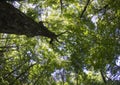 Summer Tree Canopy Shot With Fish Eye Lens Royalty Free Stock Photo