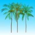 Summer tree palm icon vector illustration. Royalty Free Stock Photo