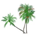 Summer tree palm icon vector illustration. Royalty Free Stock Photo