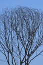 Dry tree in sky blue background, natural, nature, wallpaper Royalty Free Stock Photo