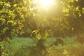 Summer tree on sun, warm colors, background