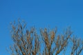 In summer, the trees are deciduous. But dry branches The sky in the background Royalty Free Stock Photo